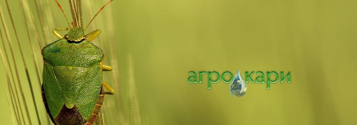 Вредата от миризливките... Как да се справим с тях?