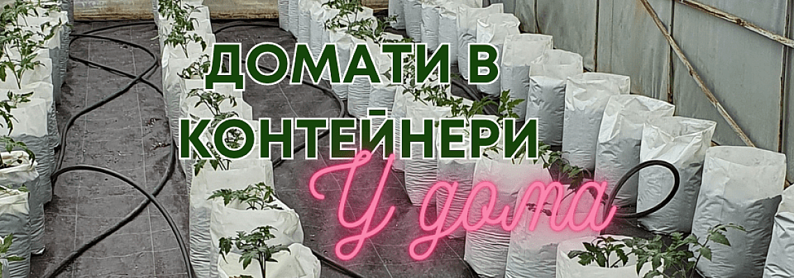 Отглеждане на домати в домашна оранжерия
