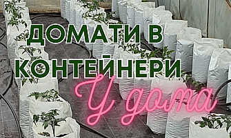 Отглеждане на домати в домашна оранжерия