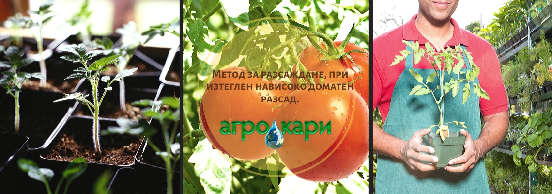 Разсад на домати: метод за разсаждане на изтеглени растения