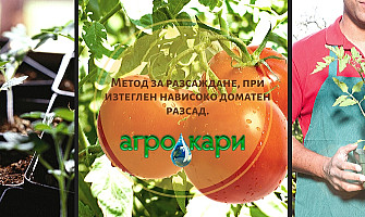 Разсад на домати: метод за разсаждане на изтеглени растения