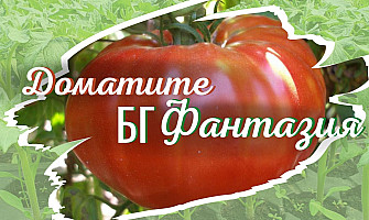 Предпочитаният сорт домати 