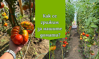 Как се грижим за нашите домати, за да имаме добра реколта?