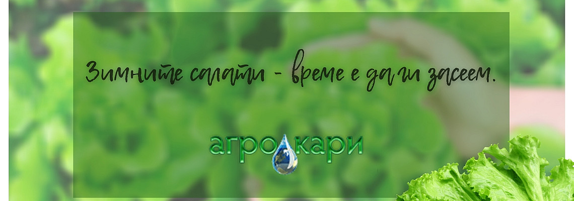 Зимните салати - време е да ги засеем.