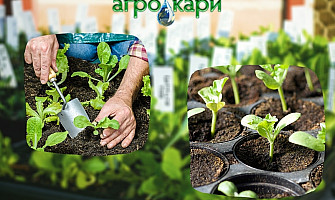 Производство на разсад в табли и пикиране
