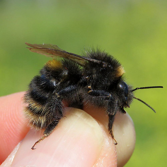 Bombus Terrestis - Земна пчела