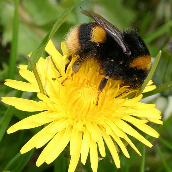 Bombus Terrestis - Земна пчела