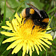 Bombus Terrestis - Земна пчела