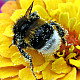 Bombus Terrestis - Земна пчела