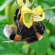 Bombus Terrestis - Земна пчела