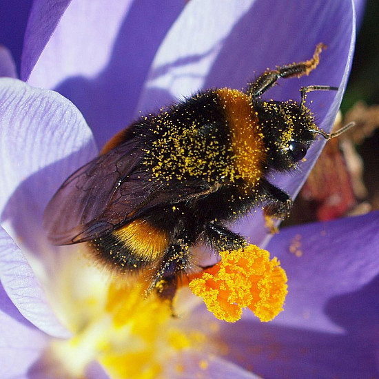 Bombus Terrestis - Земна пчела