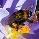 Bombus Terrestis - Земна пчела