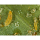 Купи Delphastus catalinae – Хищник по белокрилки  от  - Биоагенти - полезни насекоми