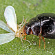 Купи Delphastus catalinae – Хищник по белокрилки  от  - Биоагенти - полезни насекоми