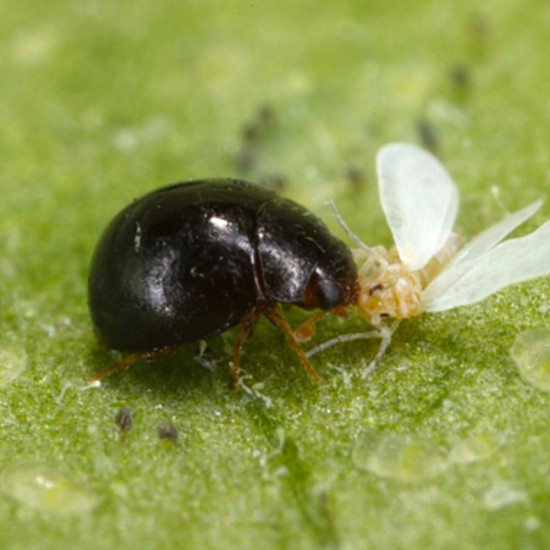 Купи Delphastus catalinae – Хищник по белокрилки  от  - Биоагенти - полезни насекоми