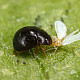 Купи Delphastus catalinae – Хищник по белокрилки  от  - Биоагенти - полезни насекоми