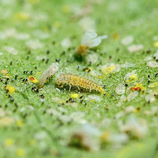 Купи Delphastus catalinae – Хищник по белокрилки  от  - Биоагенти - полезни насекоми