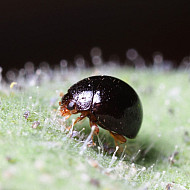 Delphastus catalinae – Хищник по белокрилки