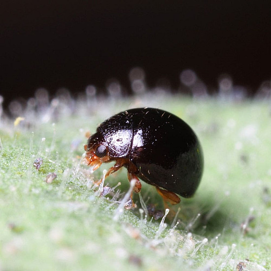 Купи Delphastus catalinae – Хищник по белокрилки  от  - Биоагенти - полезни насекоми