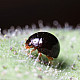 Купи Delphastus catalinae – Хищник по белокрилки  от  - Биоагенти - полезни насекоми