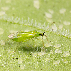Macrolophus pygmaeus – Хищник по белокрилки и доматен миниращ молец Tuta absoluta