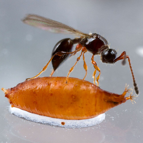 Купи Trichopria drosophilae – Паразитоид по Drosophila suzukii  от  - Биоагенти - полезни насекоми
