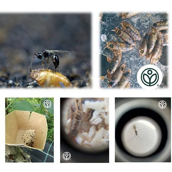 Купи Trichopria drosophilae – Паразитоид по Drosophila suzukii  от  - Биоагенти - полезни насекоми