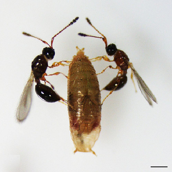 Купи Trichopria drosophilae – Паразитоид по Drosophila suzukii  от  - Биоагенти - полезни насекоми