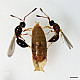 Купи Trichopria drosophilae – Паразитоид по Drosophila suzukii  от  - Биоагенти - полезни насекоми