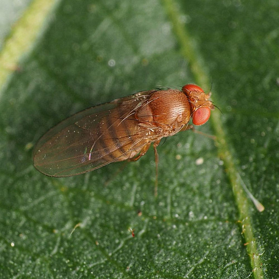 Купи Trichopria drosophilae – Паразитоид по Drosophila suzukii  от  - Биоагенти - полезни насекоми
