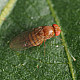 Купи Trichopria drosophilae – Паразитоид по Drosophila suzukii  от  - Биоагенти - полезни насекоми