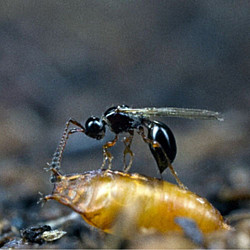 Trichopria drosophilae – Паразитоид по Drosophila suzukii