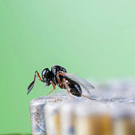 Trissolcus basalis – Паразитоид по яйца на южна зелена миризливка