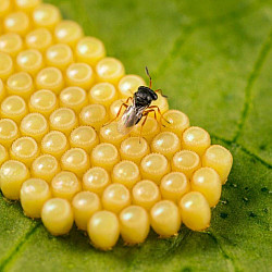 Trissolcus basalis – Паразитоид по яйца на южна зелена миризливка