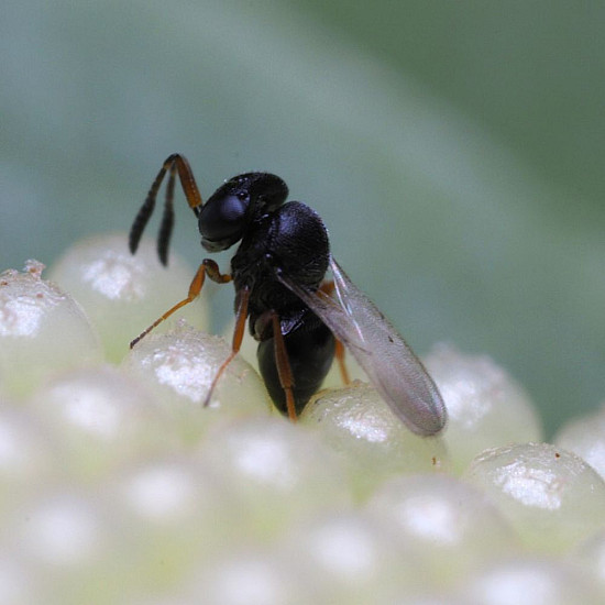 Купи Trissolcus basalis – Паразитоид по яйца на южна зелена миризливка  от  - Биоагенти - полезни насекоми
