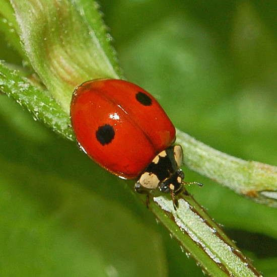 Купи Adalia bipunctata - Хищнa калинка по листни въшки  от  - Биоагенти - полезни насекоми