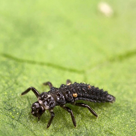 Купи Adalia bipunctata - Хищнa калинка по листни въшки  от  - Биоагенти - полезни насекоми