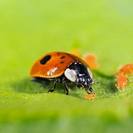 Adalia bipunctata - Хищнa калинка по листни въшки