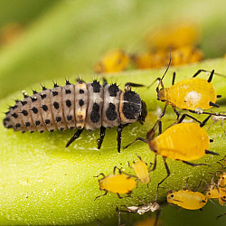 Adalia bipunctata - Хищнa калинка по листни въшки