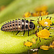 Купи Adalia bipunctata - Хищнa калинка по листни въшки  от  - Биоагенти - полезни насекоми