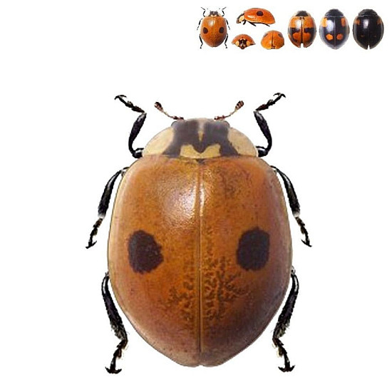 Купи Adalia bipunctata - Хищнa калинка по листни въшки  от  - Биоагенти - полезни насекоми