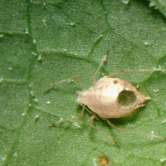 Aphidius colemani - паразитираща оса по листни въшки