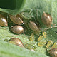 Aphidius colemani - паразитираща оса по листни въшки