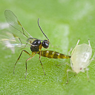 Aphidius colemani - паразитираща оса по листни въшки