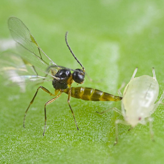 Aphidius colemani - паразитираща оса по листни въшки