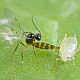Aphidius colemani - паразитираща оса по листни въшки