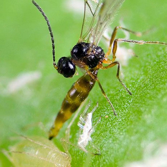 Aphidius colemani - паразитираща оса по листни въшки