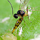 Aphidius colemani - паразитираща оса по листни въшки