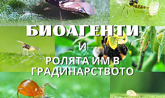 Ролята на полезните насекоми: полинатори, хищници, паразитоиди