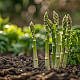 Купи Аспержи Мери вашингтон | ASPARAGUS MARY WASHINGTON  от Seklos - Семена